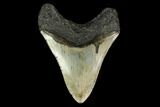 Fossil Megalodon Tooth - North Carolina #149422-2